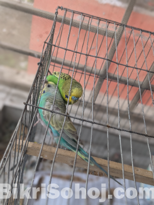 Birds